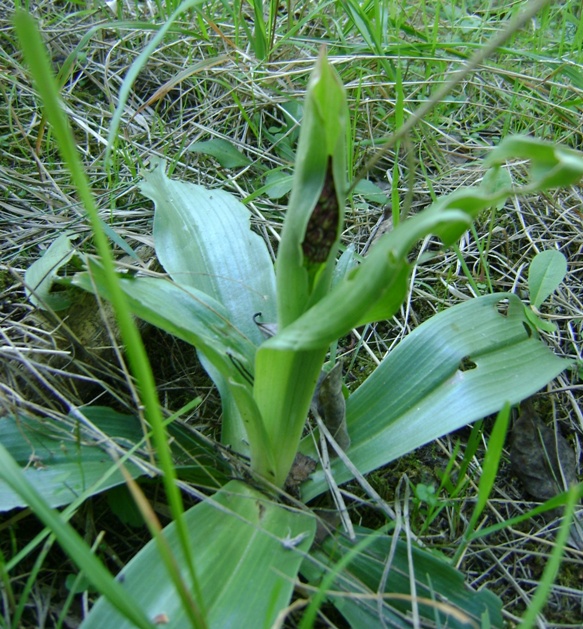 evoluzione di una Orchis purpurea(penso?)